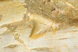 Fossil Mosasaur (Prognathodon) Upper Jaw in Situ - Morocco #325605-8